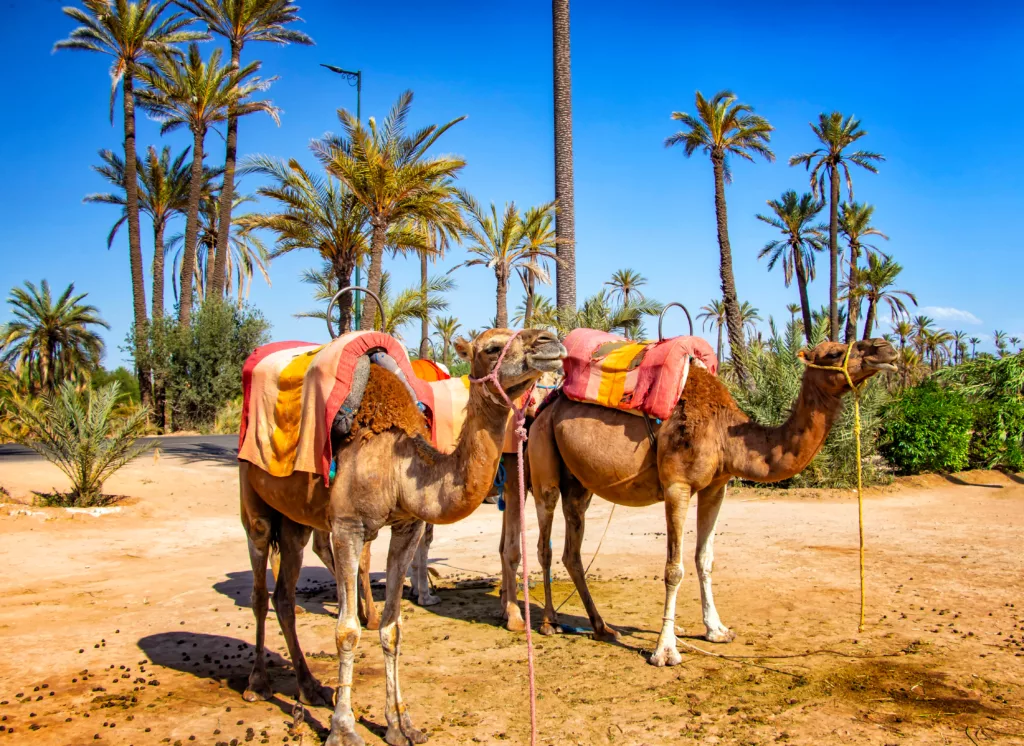 Camels with typical Berber saddles in a Palmeraie near Marrakesh, Morocco. The sahara desert is situated in Africa. Dromedars are staying in sand.
