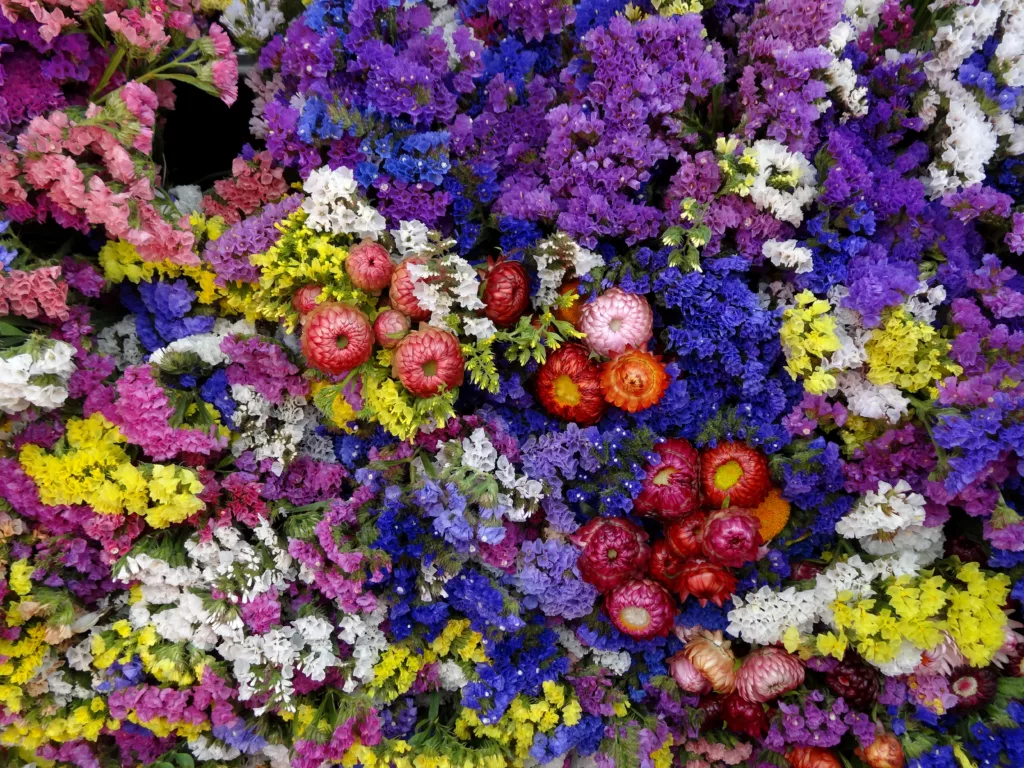 Statice flowers on a stall in Columbia Road Flower Market in London, England, UK. Statice also known as limonium, latifolia and sea lavender.
