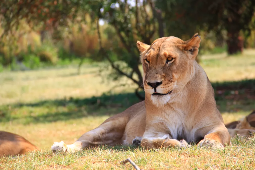 Lioness resting and watching other wildlife. Lion Park, Johannesburg, South Africa