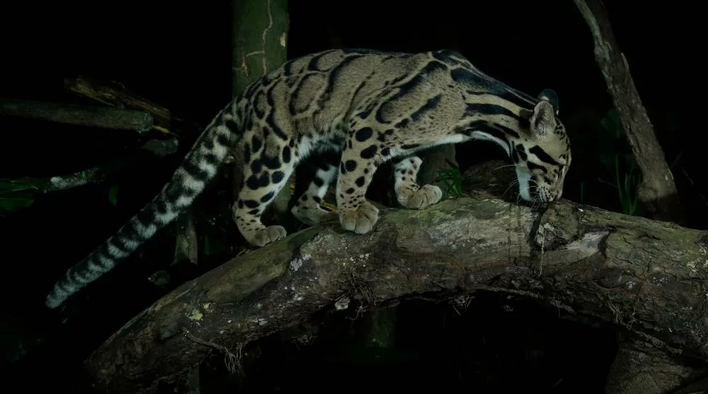Clouded Leopard Night Safari Singapore