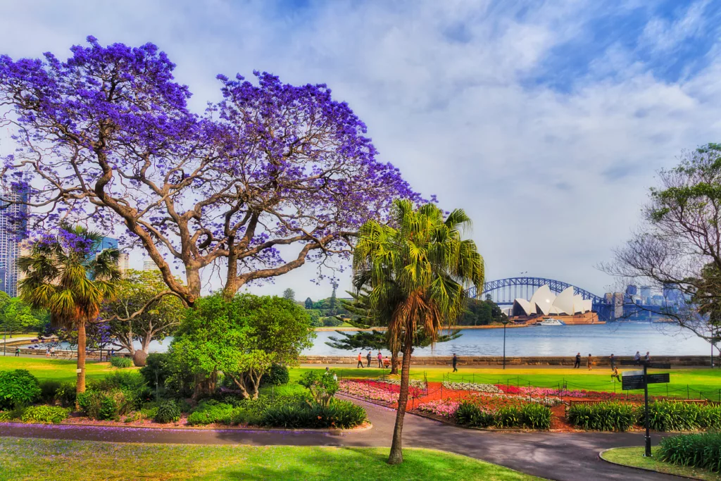 Royal Botanic Garden Sydney Jacaranda Lawns Bay